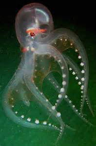 玻璃章鱼