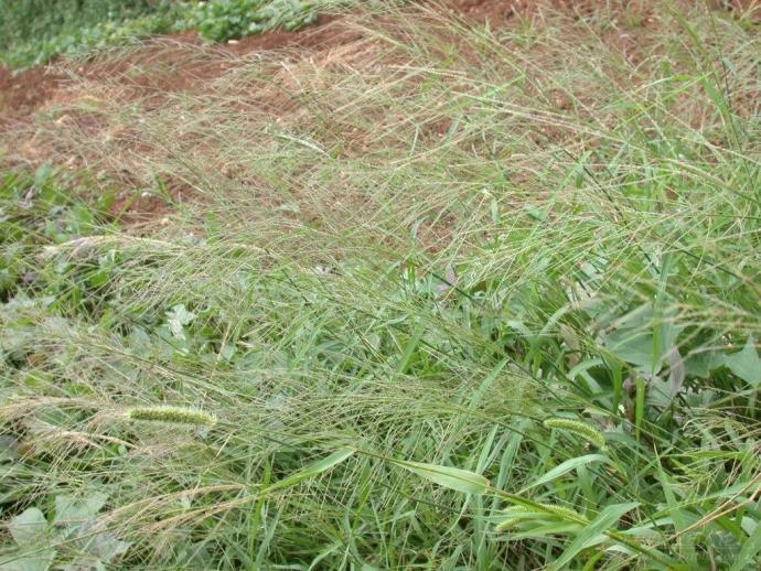  p>虮子草是禾本科的一类植物.一年生草木.秆较细弱,高30-60厘米.