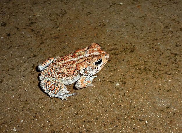  p>美国南部蟾蜍(学名: i>bofo terrestris /i>)体型短粗,背面皮肤上