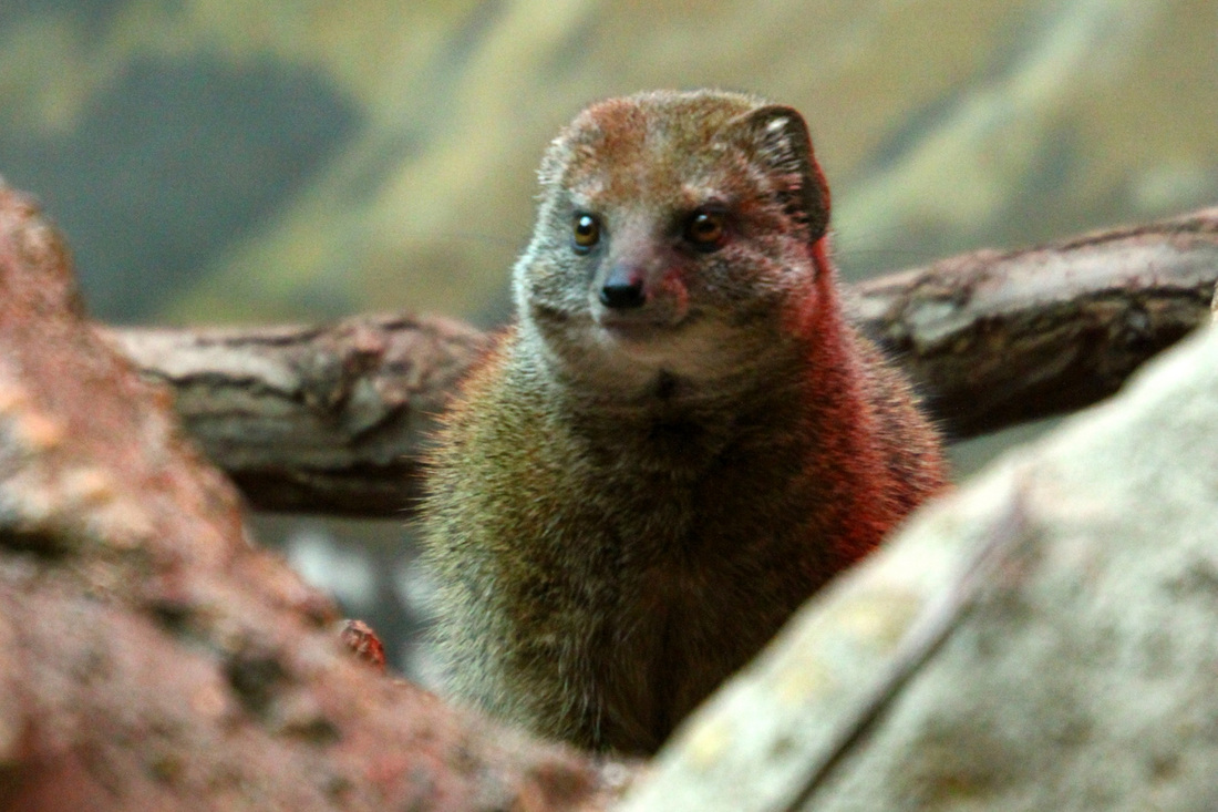  p data-id="go09mnd90x">獴(herpestes;mongooses)獴科动物的通称,是