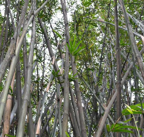  p>硬头黄竹(学名: i>bambusa rigida /i> keng et keng f.