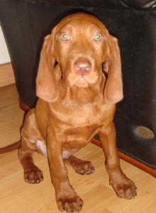  p data-id="gnbat8dy74"> a target="_blank" href="/item/寻血猎犬