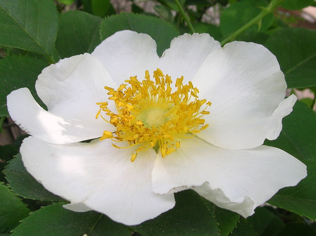 植株高可达5米;小叶片椭圆状卵形,倒卵形或披针状卵形,上面亮绿色