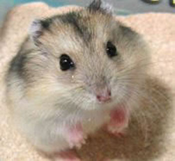  p>黑线仓鼠(学名: i>cricetulus barabensis /i>)俗称中国仓鼠.