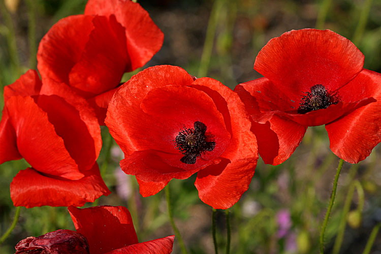  p>阿尔卑斯罂粟(学名: i>papaver alpinum dubium /i>)是 a href="#"