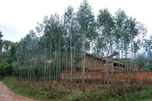 石灰窑村