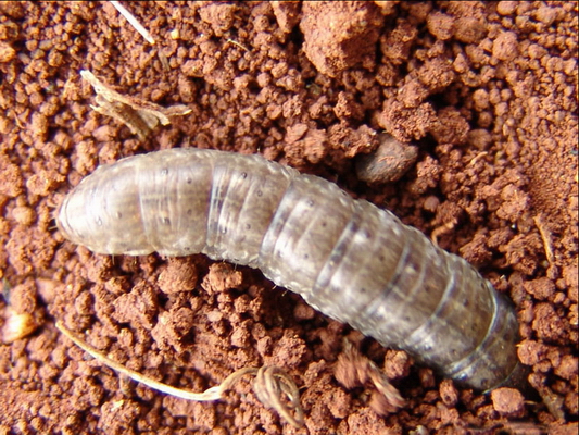 id="tinnj49njmcn">小地老虎是鳞翅目夜蛾科地老虎属昆虫,又称地蚕