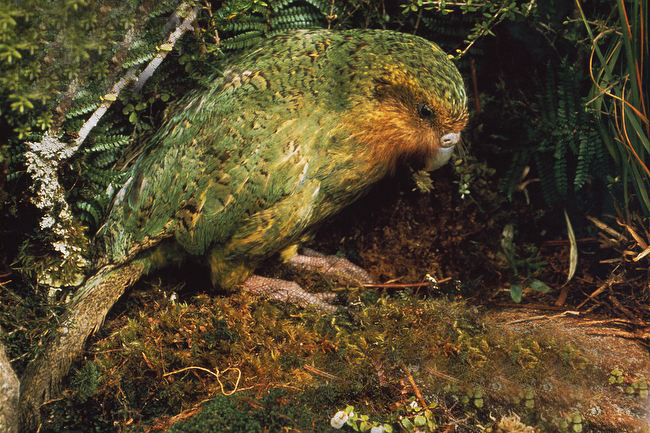  p>鸮鹦鹉(学名: i>strigops habroptila /i>),新西兰人叫"kakapo",这