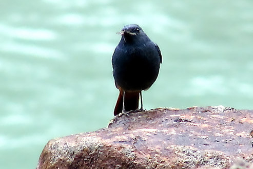 p>红尾水鸲(学名: i>rhyacornis fuliginosus /i>)是鸫科水鸲属的