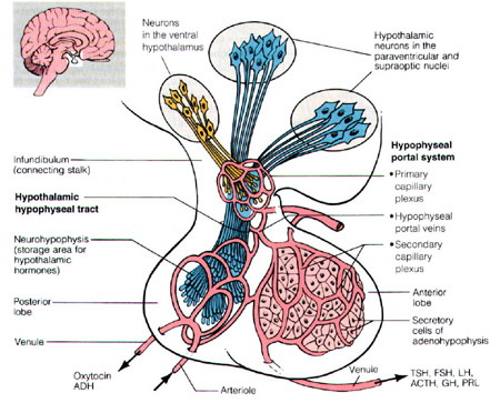  p>垂体,位于 a href="#" data-lemmaid="5634200">丘脑下部 /a>的 a