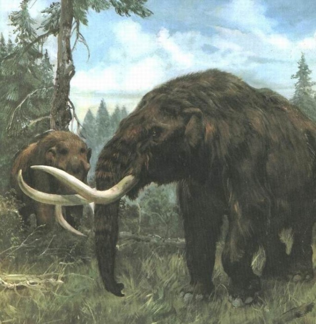  p>美洲乳齿象(mammut americanum)是北美洲已灭绝的乳齿象,其化石