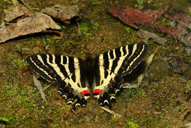  p>虎凤蝶(学名:luehdorfia puziloi)是虎凤蝶属的 a href="#" data