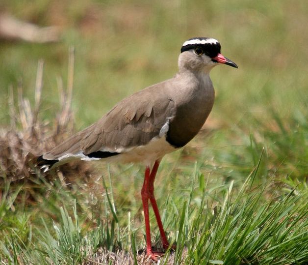  p>冕麦鸡指名亚种属于动物界, a href="#" da