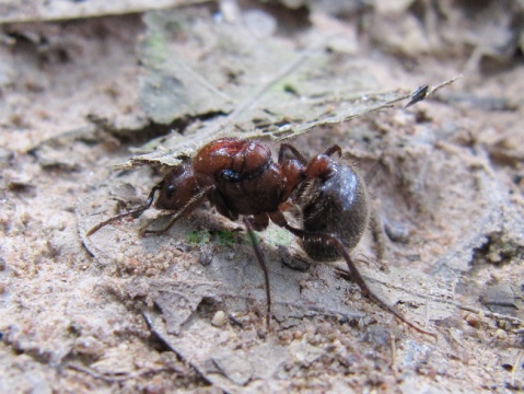  p>蚁科(formicidae),体长1~20毫米,触角膝状,9~10节,腹部基端有1~2个
