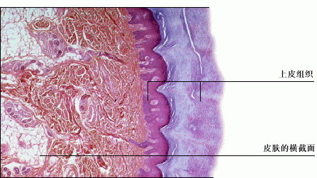 p>上皮组织(epithelial tissue),简称上皮(epithelium),由密集排列的