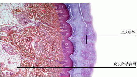 上皮组织的样子图片