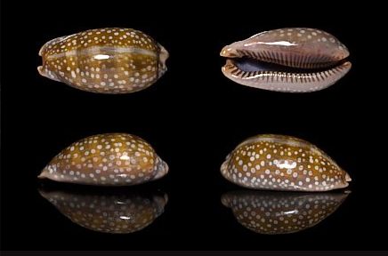  p>小鹿斑宝螺(学名:cypraea cervinetta)是腹足纲宝螺科的 a href="