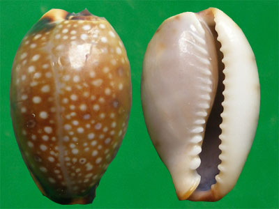  p>普吉宝螺(学名:erosaria gangranosa gangrano