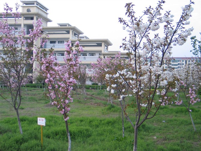 大悟县第一中学