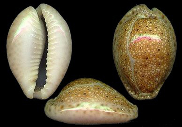  p>眼斑宝螺(学名:erosaria ocellata ocellata )是腹足纲宝螺科的 a