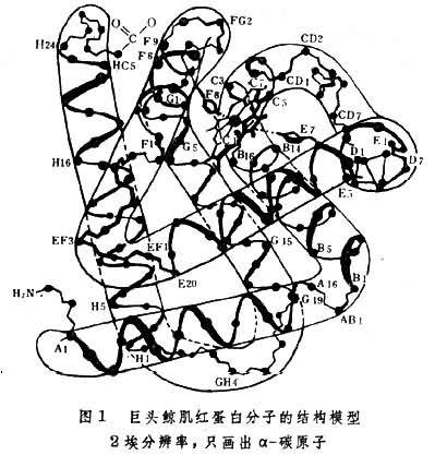 生物大分子_百度百科