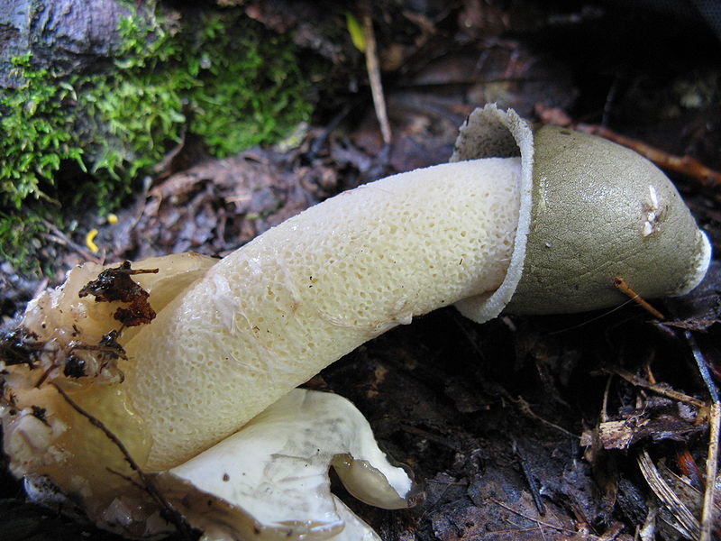  p>雷氏鬼笔(phallus ravenelii)是生长在北美东部的一种 a target="
