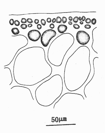  p>海南江蓠的藻体直立,圆柱状,单生或丛生,近基部略细,基部具一小盘