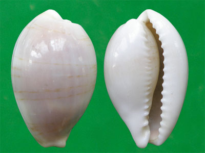  p>帕娜银丝宝螺(学名:cypraea clandestina passerina)是腹足纲宝螺