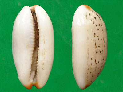  p>黑头雨丝宝螺(学名:cypraea controversa atriceps)是腹足纲宝螺科