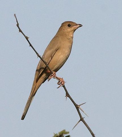  p>灰连雀(学名:hypocolius ampelinus)是鸟纲雀形目灰连雀科的仅有 a
