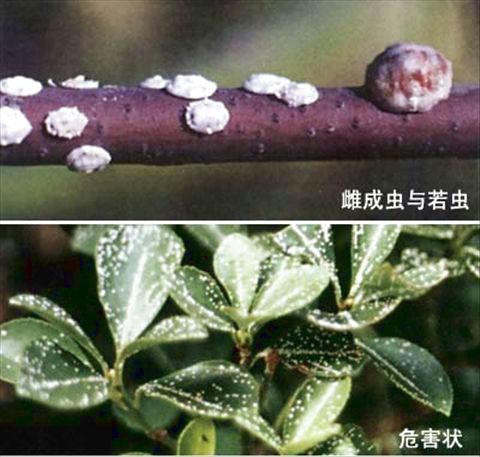 日本龟蜡蚧