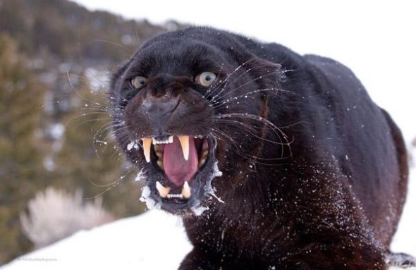  p data-id="tfwyatr3n0ff">黑豹,是食肉目猫科豹属哺乳动物,是金钱豹