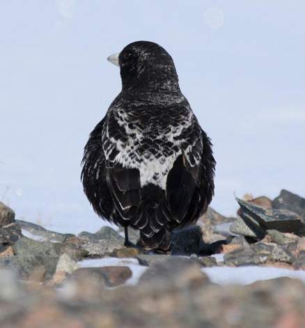  p>黑百灵(学名: i>melanocorypha yeltoniensis /i>),是百灵科百灵属
