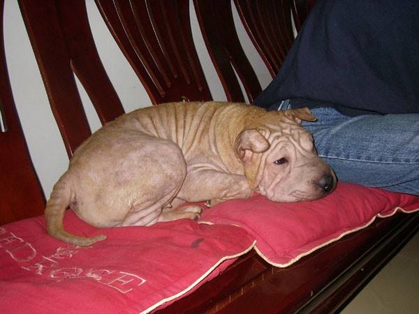 犬,英文名 sharpei,产于中国广东南海大沥镇一带,是世界名种斗狗之一