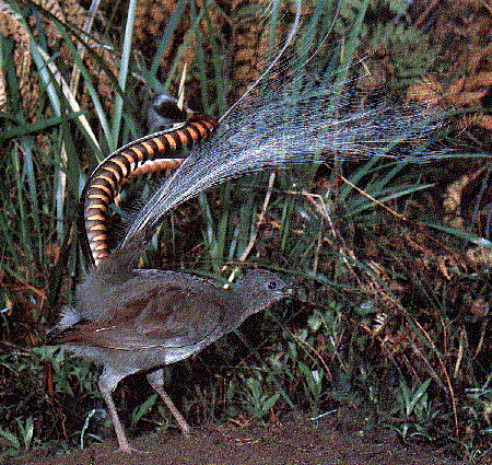  p>艾氏琴鸟是 a href="#" data-lemmaid="3516708">脊索动物门 /a>, 