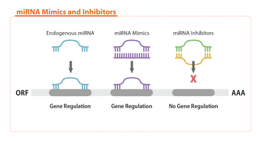 miRNA mimics_百度百科