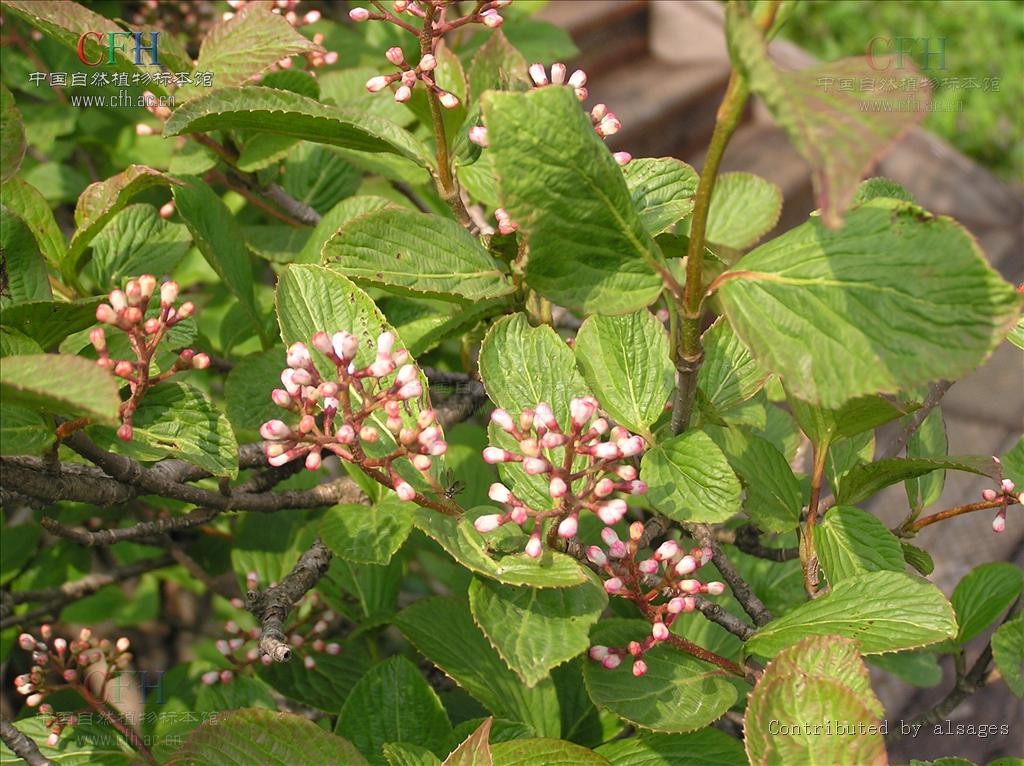 荚蒾的养殖方法『荚蒾盆景果实图片』