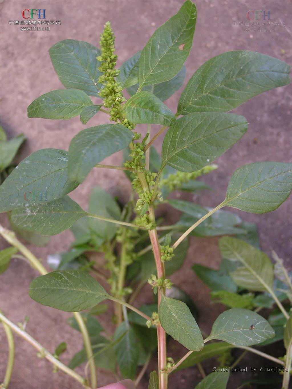 是苋科苋属三被组植物,一年生晚春杂草.