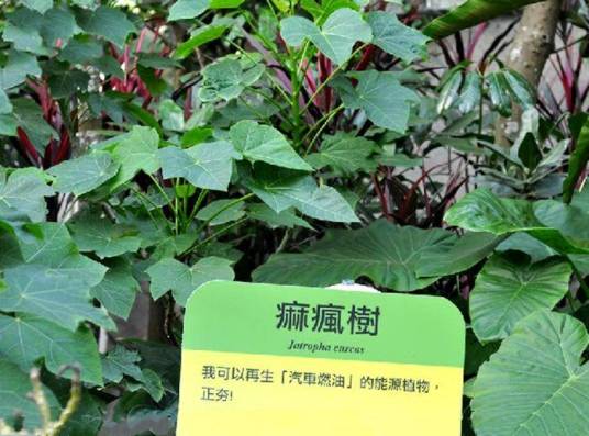 麻疯树-会理优树05_百度百科