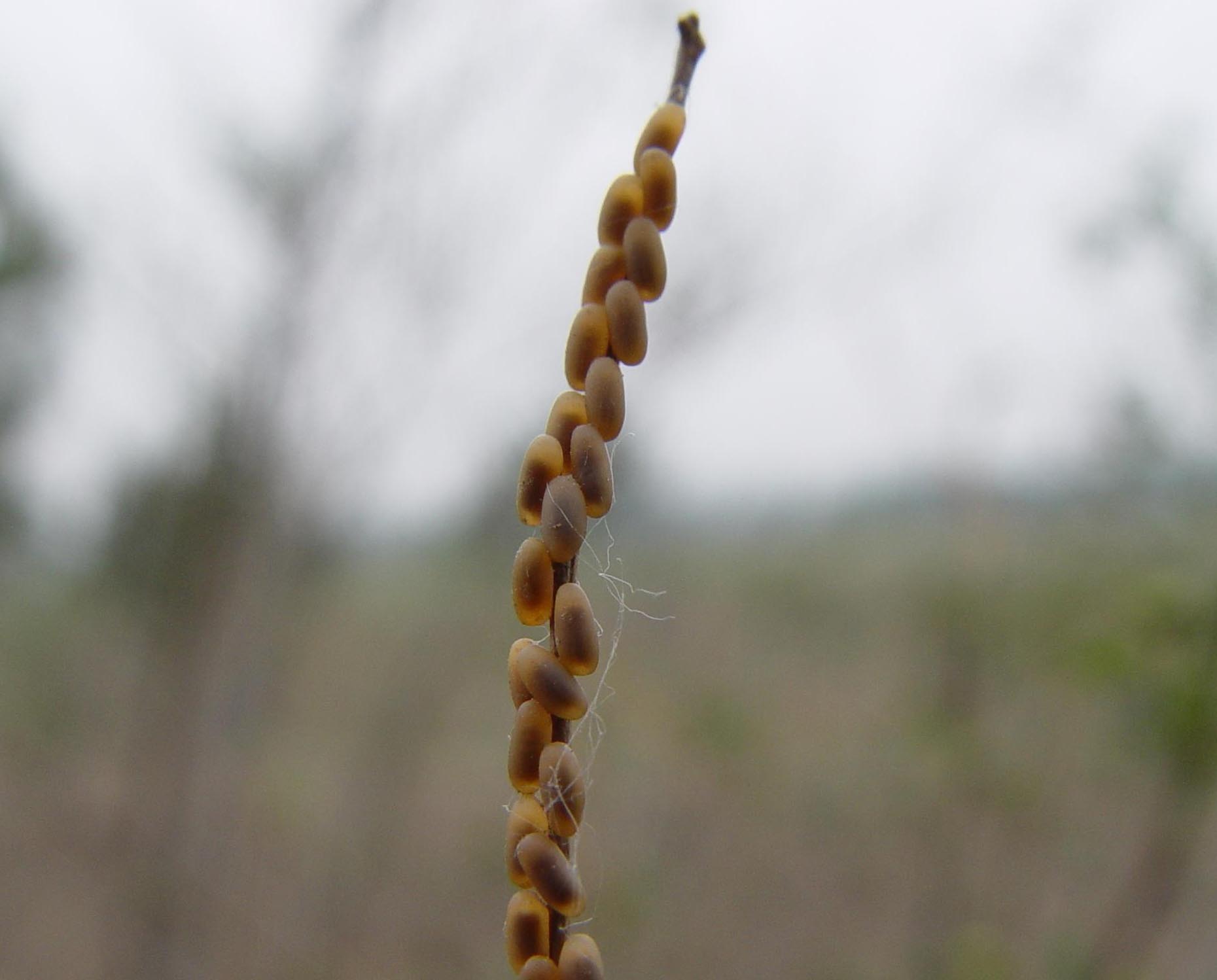  p>榆紫叶甲是属鞘翅目,叶甲科的昆虫.又叫 a>榆紫金花虫 /a>.