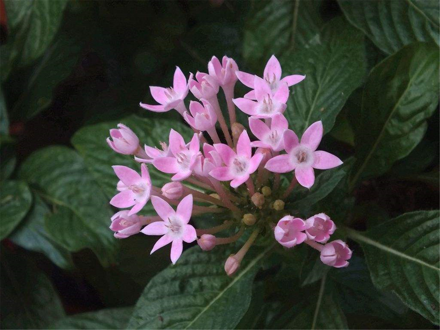 五星花