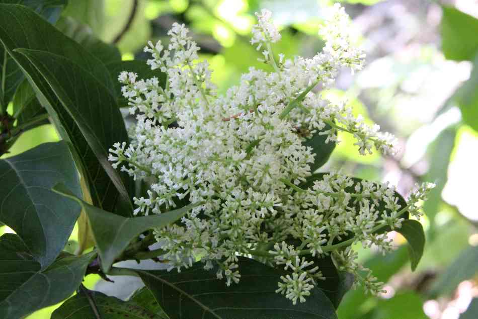 是茜草科水锦树属植物,常绿性小乔木的吕宋水锦树(wendlandia luzon