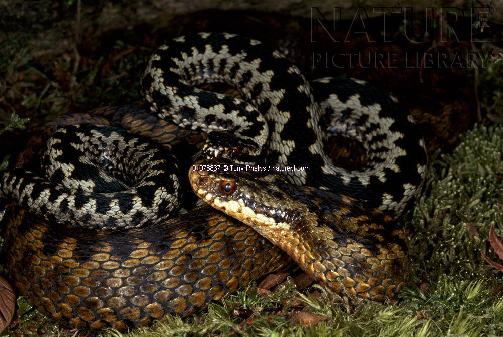 雄蛇全长为435至500毫米,雌蛇全长为505至560毫米,头略呈三角形,与颈