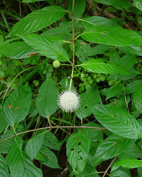 风箱树