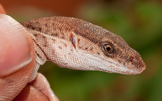  p>短尾巨蜥(学名: i>varanus brevicauda /i>)是 a href="#" data