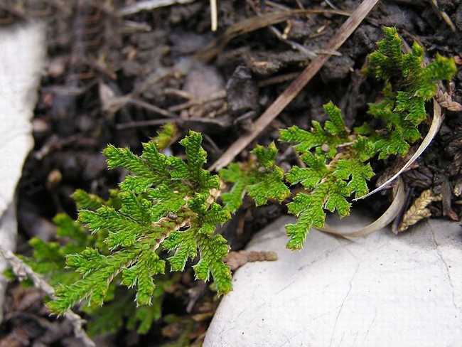 p>旱生卷柏(学名:selaginella stauntoniana spring)是卷柏科卷柏属 