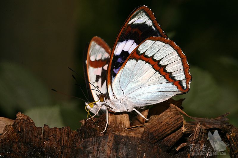 白斑迷蛱蝶