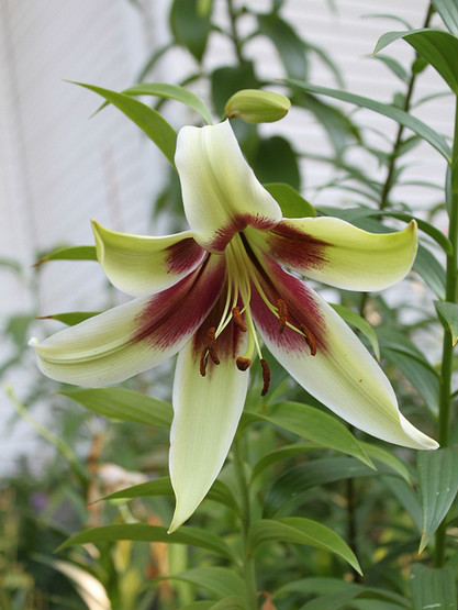  p>紫斑百合(学名: i>lilium nepalense /i>  d.
