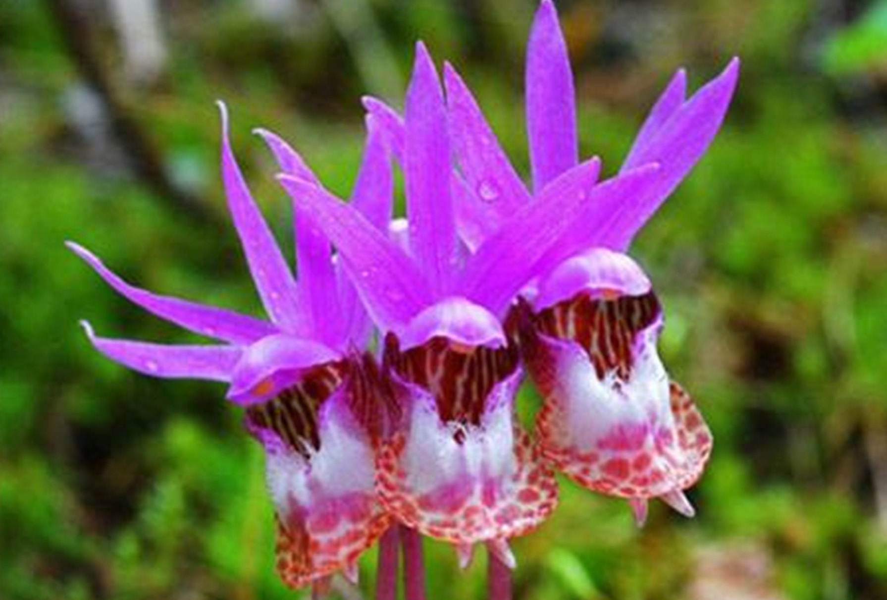  p>匙唇兰(学名: i>schoenorchis gemmata /i>   (lindl.) j. j.