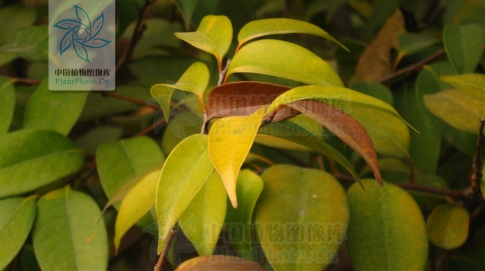  p>红背甜槠(学名:castanopsis eyrei (champ.) tutch.